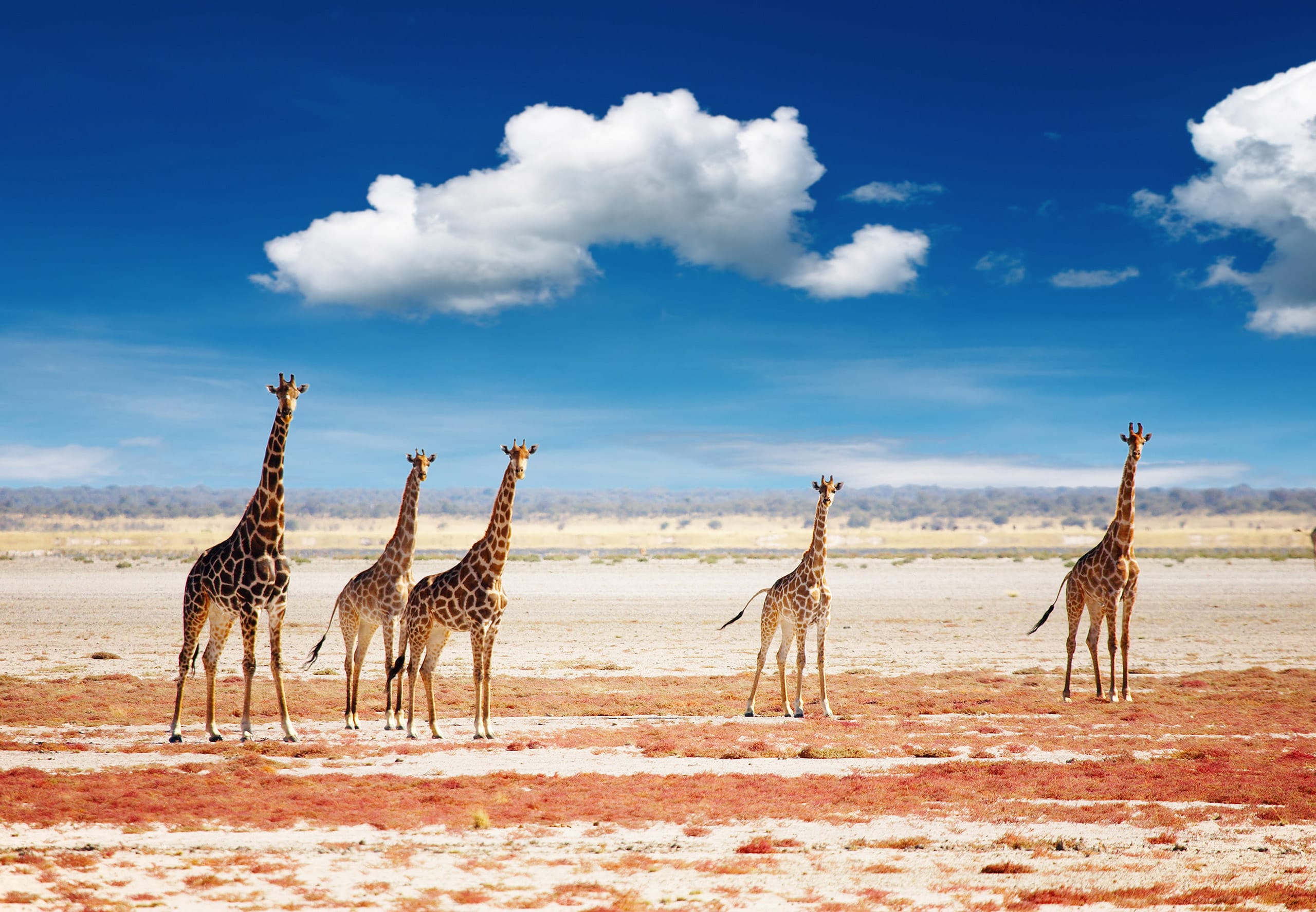 22-daagse privé rondreis met huurauto Namibië & Botswana